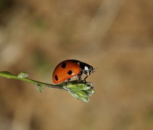 Preview wallpaper ladybird, grass, flying, insect