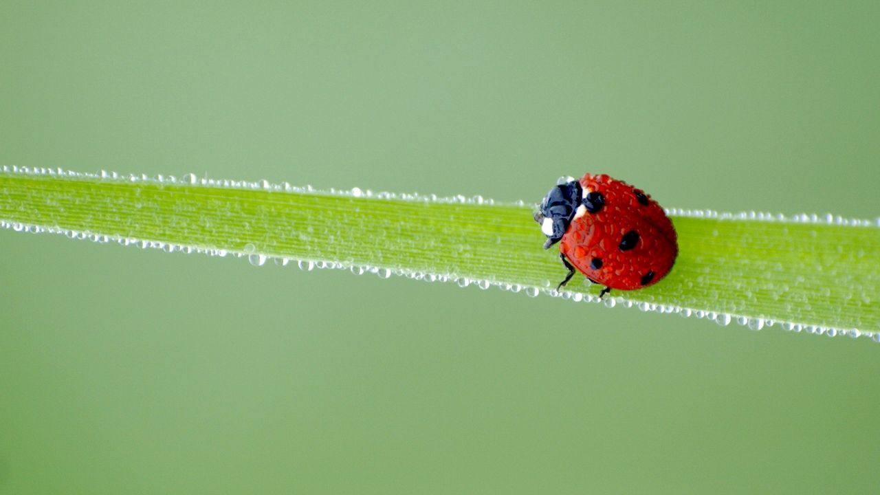 Wallpaper ladybird, grass, frost, stains