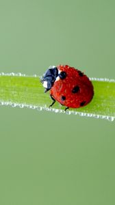Preview wallpaper ladybird, grass, frost, stains