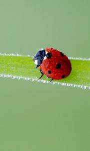 Preview wallpaper ladybird, grass, frost, stains