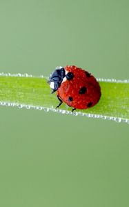 Preview wallpaper ladybird, grass, frost, stains