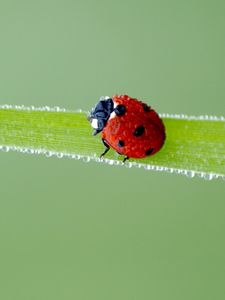 Preview wallpaper ladybird, grass, frost, stains