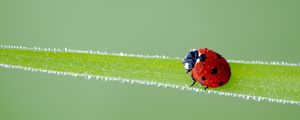 Preview wallpaper ladybird, grass, frost, stains