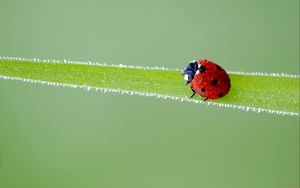 Preview wallpaper ladybird, grass, frost, stains