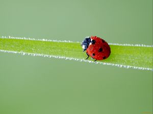 Preview wallpaper ladybird, grass, frost, stains