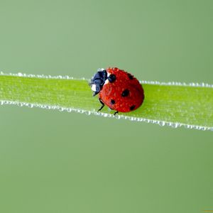 Preview wallpaper ladybird, grass, frost, stains