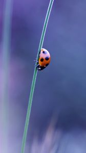 Preview wallpaper ladybird, grass, glare, blurred