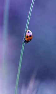 Preview wallpaper ladybird, grass, glare, blurred