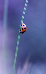 Preview wallpaper ladybird, grass, glare, blurred