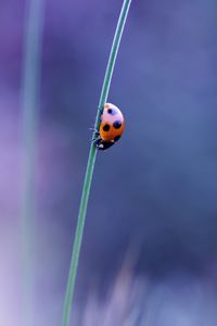 Preview wallpaper ladybird, grass, glare, blurred