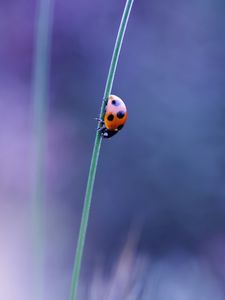 Preview wallpaper ladybird, grass, glare, blurred