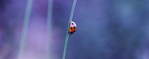 Preview wallpaper ladybird, grass, glare, blurred