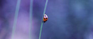 Preview wallpaper ladybird, grass, glare, blurred