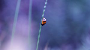 Preview wallpaper ladybird, grass, glare, blurred