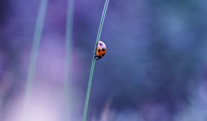 Preview wallpaper ladybird, grass, glare, blurred