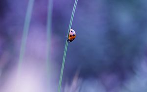 Preview wallpaper ladybird, grass, glare, blurred