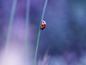 Preview wallpaper ladybird, grass, glare, blurred