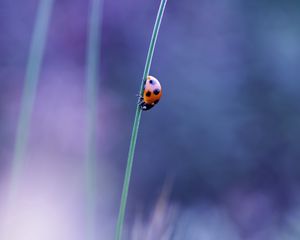 Preview wallpaper ladybird, grass, glare, blurred