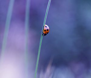 Preview wallpaper ladybird, grass, glare, blurred