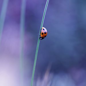 Preview wallpaper ladybird, grass, glare, blurred