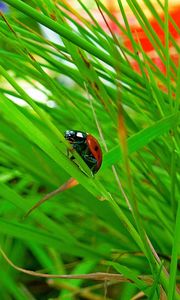 Preview wallpaper ladybird, grass, insect, conspiracy, hiding