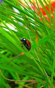 Preview wallpaper ladybird, grass, insect, conspiracy, hiding