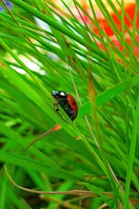 Preview wallpaper ladybird, grass, insect, conspiracy, hiding