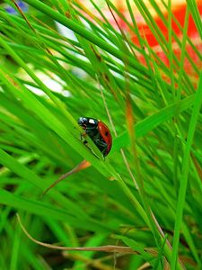 Preview wallpaper ladybird, grass, insect, conspiracy, hiding