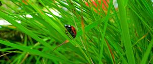 Preview wallpaper ladybird, grass, insect, conspiracy, hiding