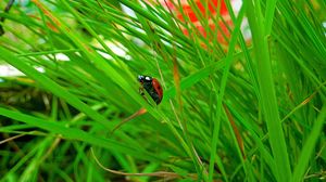 Preview wallpaper ladybird, grass, insect, conspiracy, hiding