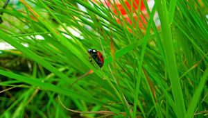 Preview wallpaper ladybird, grass, insect, conspiracy, hiding