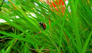 Preview wallpaper ladybird, grass, insect, conspiracy, hiding