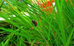 Preview wallpaper ladybird, grass, insect, conspiracy, hiding