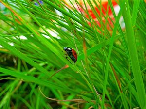 Preview wallpaper ladybird, grass, insect, conspiracy, hiding