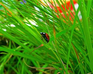 Preview wallpaper ladybird, grass, insect, conspiracy, hiding