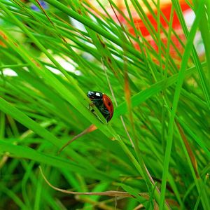 Preview wallpaper ladybird, grass, insect, conspiracy, hiding