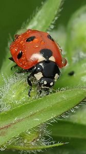 Preview wallpaper ladybird, grass, insect, close-up