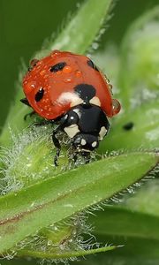 Preview wallpaper ladybird, grass, insect, close-up