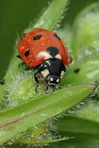 Preview wallpaper ladybird, grass, insect, close-up