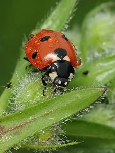 Preview wallpaper ladybird, grass, insect, close-up