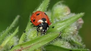 Preview wallpaper ladybird, grass, insect, close-up