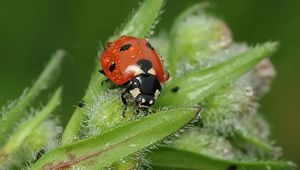 Preview wallpaper ladybird, grass, insect, close-up