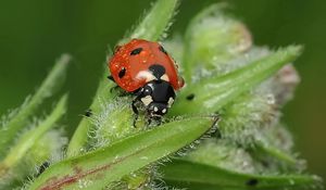 Preview wallpaper ladybird, grass, insect, close-up