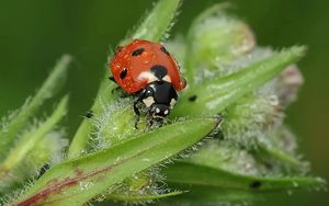 Preview wallpaper ladybird, grass, insect, close-up