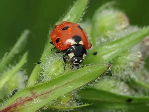 Preview wallpaper ladybird, grass, insect, close-up