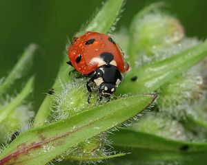 Preview wallpaper ladybird, grass, insect, close-up