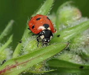 Preview wallpaper ladybird, grass, insect, close-up