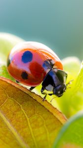 Preview wallpaper ladybird, grass, leaves, dry