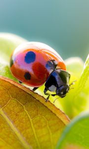 Preview wallpaper ladybird, grass, leaves, dry