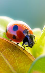 Preview wallpaper ladybird, grass, leaves, dry